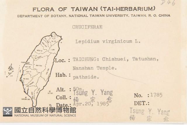 獨行菜藏品圖，第2張