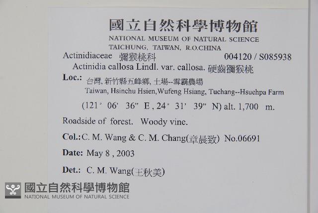 硬齒獼猴桃藏品圖，第2張