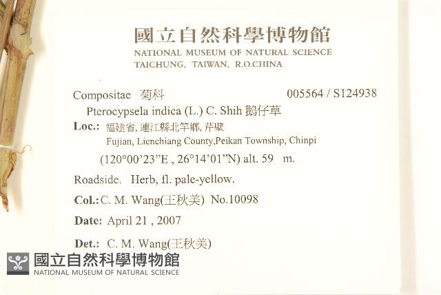 鵝仔草藏品圖，第2張