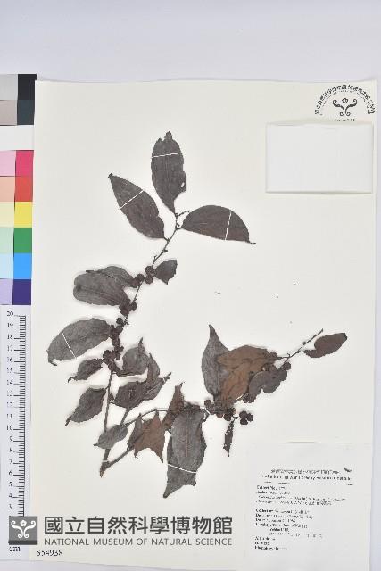 披針葉饅頭果藏品圖，第1張