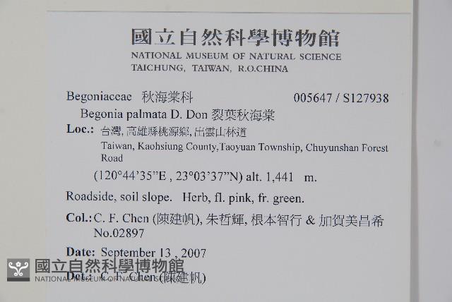 裂葉秋海棠藏品圖，第2張