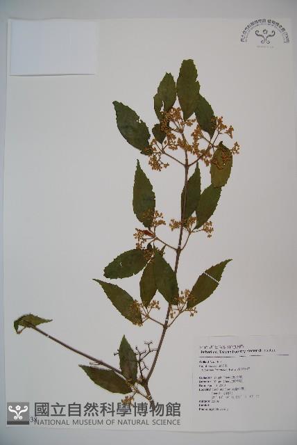 呂宋莢迷藏品圖，第1張