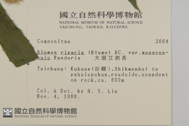 大頭艾納香藏品圖，第2張