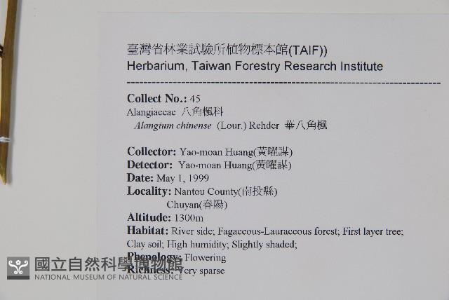 華八角楓藏品圖，第2張