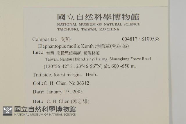 地膽草、毛蓮菜藏品圖，第2張