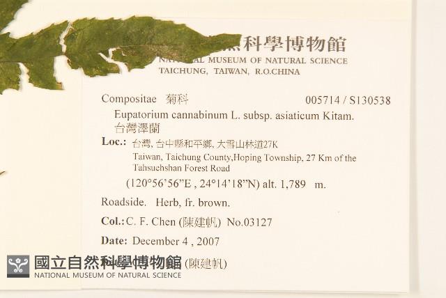 台灣澤蘭藏品圖，第2張