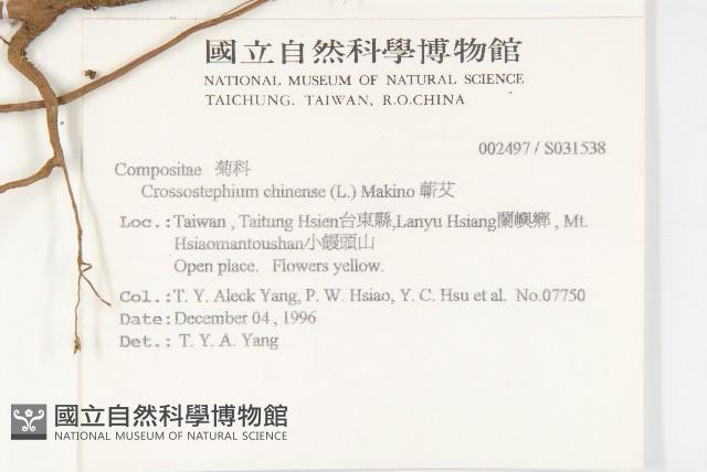 蘄艾、芙蓉菊藏品圖，第2張