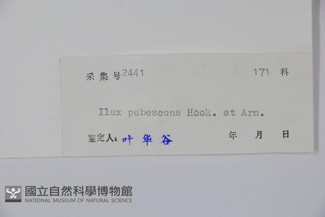 密毛假黃楊藏品圖，第2張