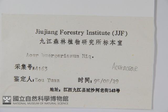 三角楓藏品圖，第2張