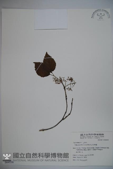 呂宋莢迷藏品圖，第1張