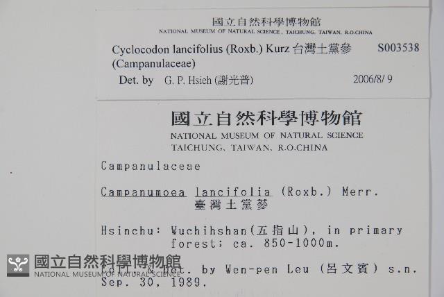 台灣土黨參藏品圖，第2張