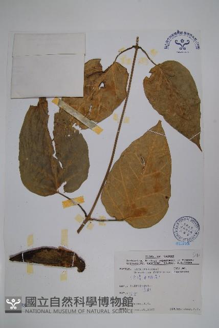 臺灣牛嬭菜藏品圖，第1張