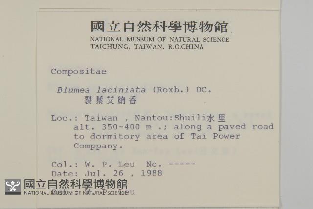 裂葉艾納香藏品圖，第2張