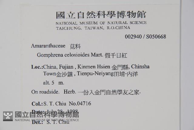 假千日紅藏品圖，第2張