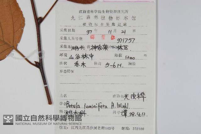 亮葉樺藏品圖，第2張