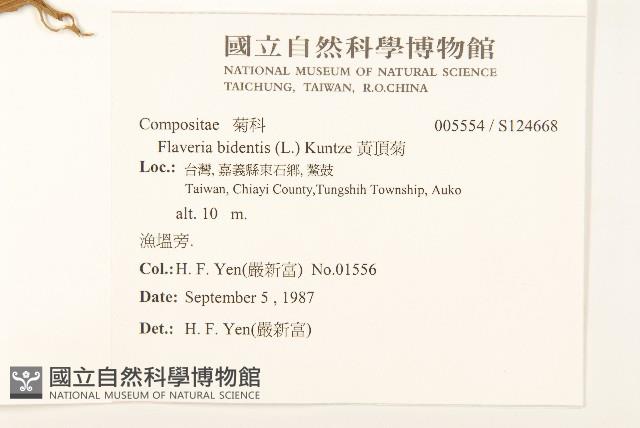 黃頂菊藏品圖，第2張