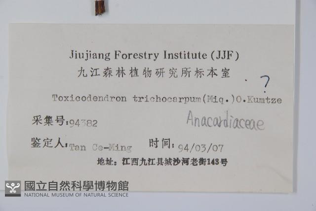 毛漆樹藏品圖，第2張