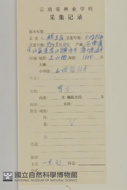 紫背草藏品圖，第2張