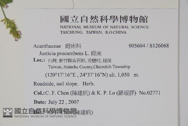 爵床藏品圖，第2張