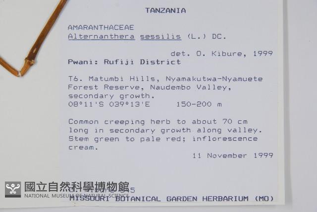 蓮子草藏品圖，第2張