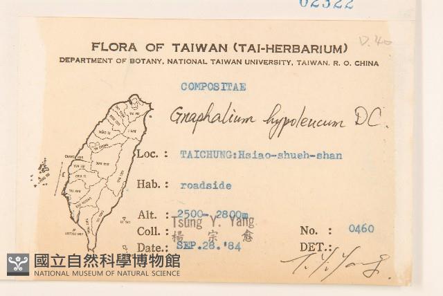 秋鼠麴草藏品圖，第2張