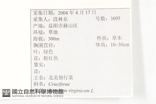 獨行菜藏品圖，第2張