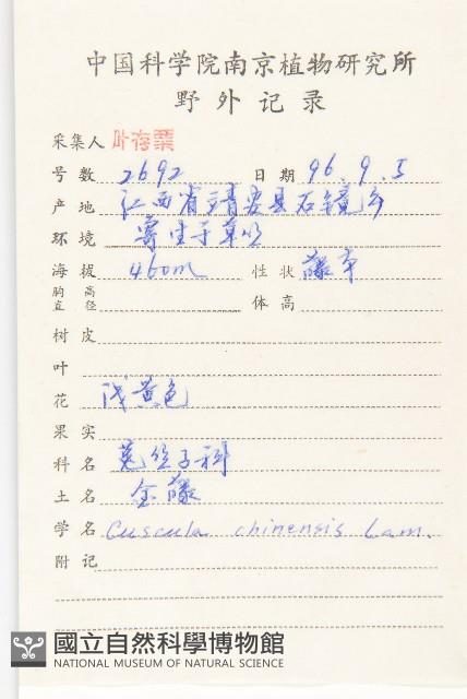 中國菟絲子藏品圖，第2張