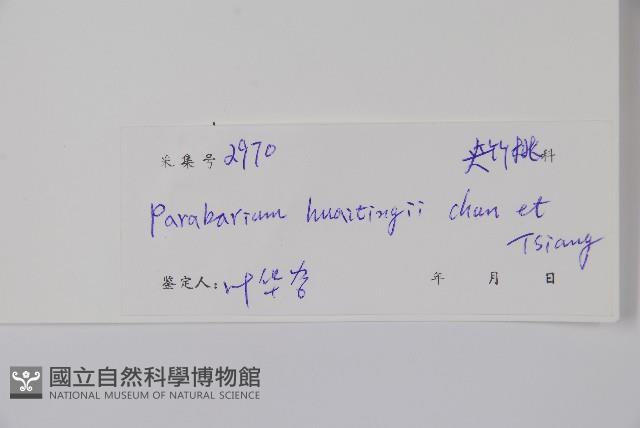 毛杜仲藤藏品圖，第2張