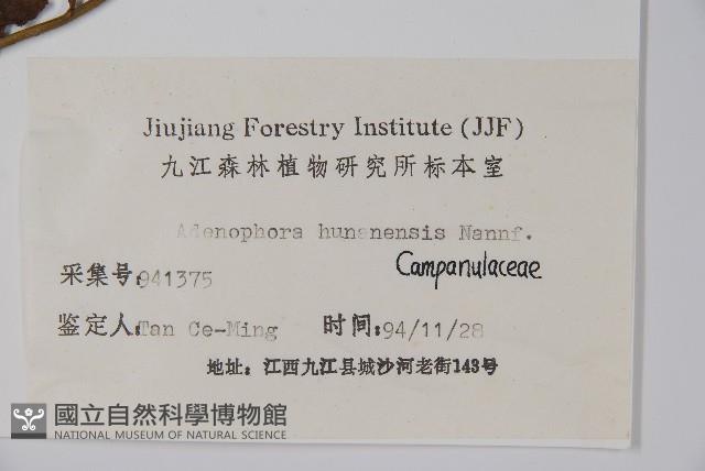 湖南沙參、寬裂沙參藏品圖，第2張