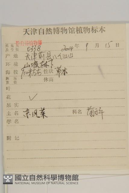 東風菜藏品圖，第2張