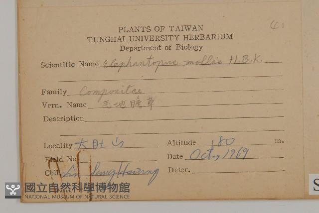 地膽草、毛蓮菜藏品圖，第2張