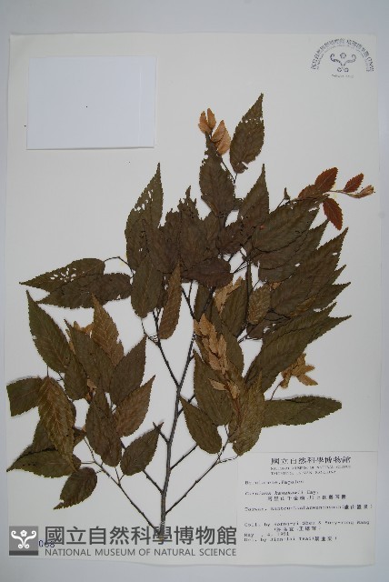 阿里山千金榆藏品圖，第1張
