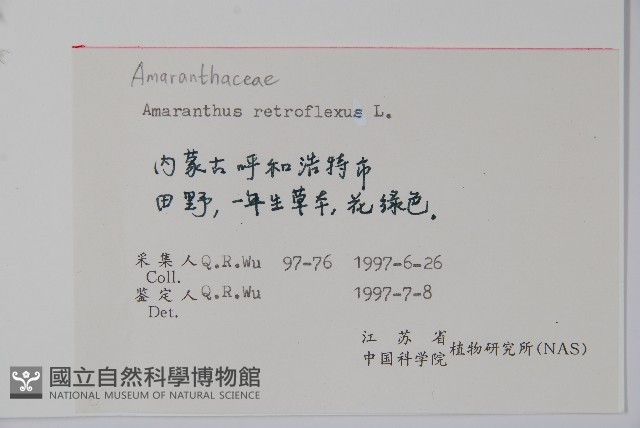 反枝莧藏品圖，第2張