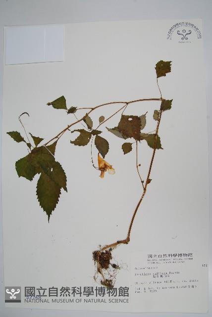 紫花鳳仙花藏品圖，第1張