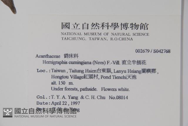 直立半插花藏品圖，第2張