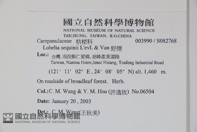 大本山梗菜藏品圖，第2張