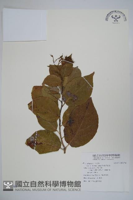 恆春厚殼樹藏品圖，第1張