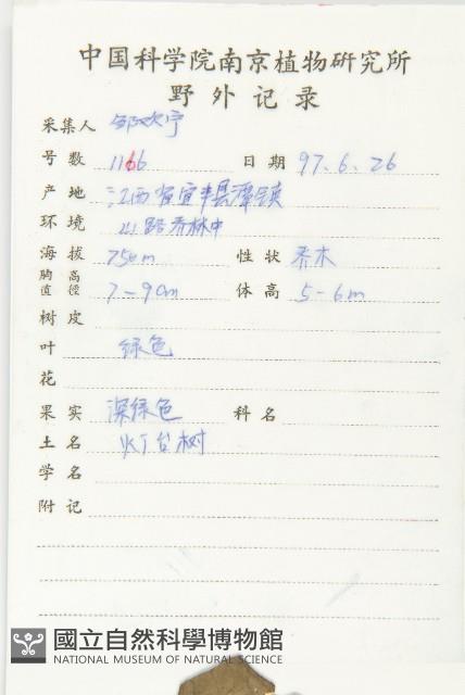 燈臺樹藏品圖，第2張