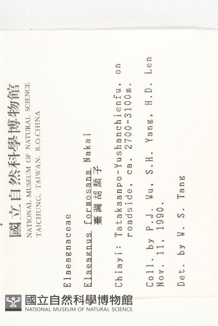 臺灣胡頹子藏品圖，第2張