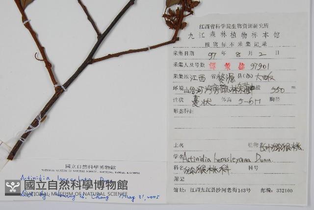 小葉獼猴桃藏品圖，第2張