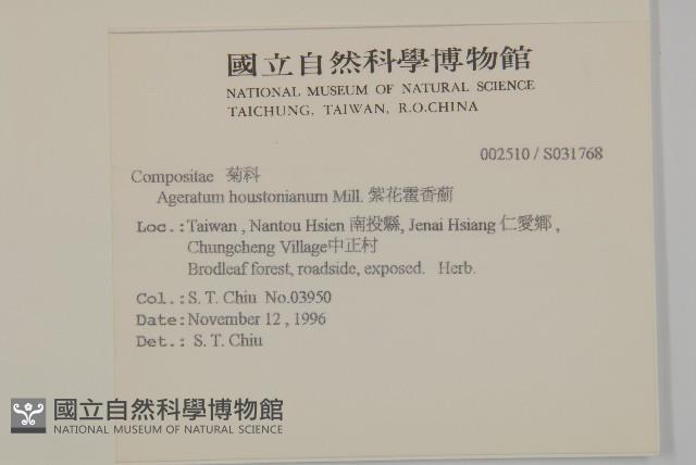 紫花霍香薊藏品圖，第2張