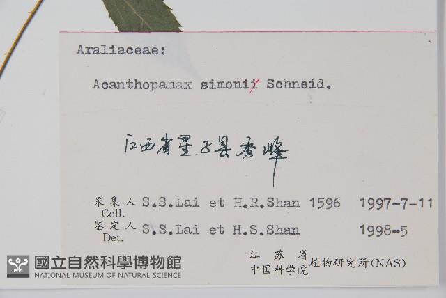 剛毛五加藏品圖，第2張