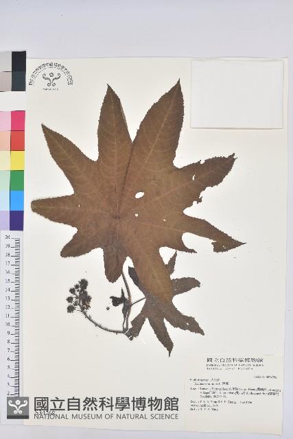 蓖麻藏品圖，第1張