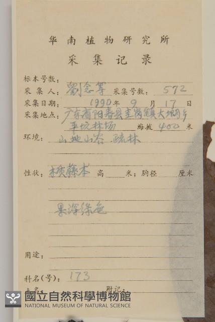 青江藤藏品圖，第2張