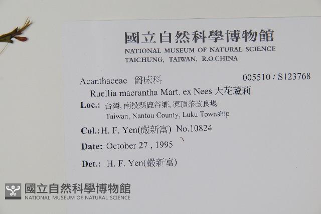 大花蘆莉藏品圖，第2張