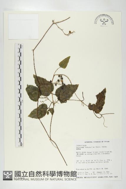 絞股藍藏品圖，第1張