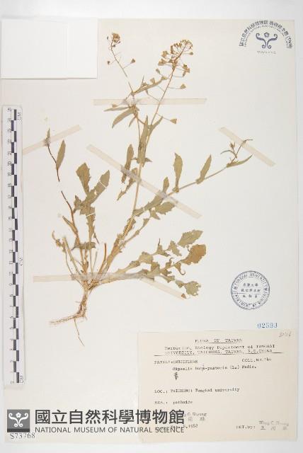 薺藏品圖，第1張