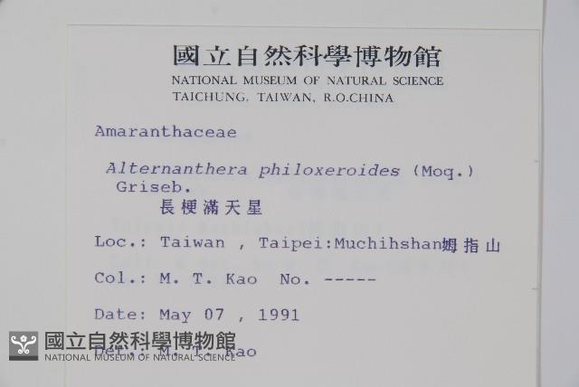 空心蓮子草藏品圖，第2張