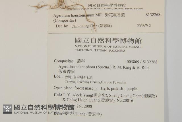 紫花霍香薊藏品圖，第2張