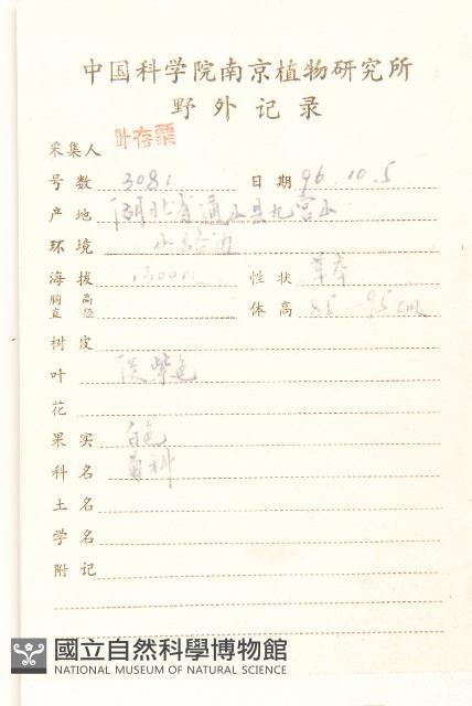 山萵苣藏品圖，第2張